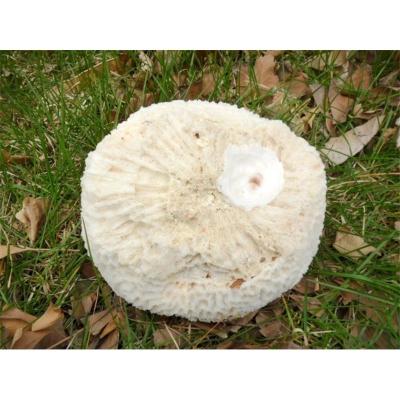 超大海脑石珊瑚礁20-40CM 白珊瑚树海螺?#32431;?#28023;星鱼缸水族造景创意