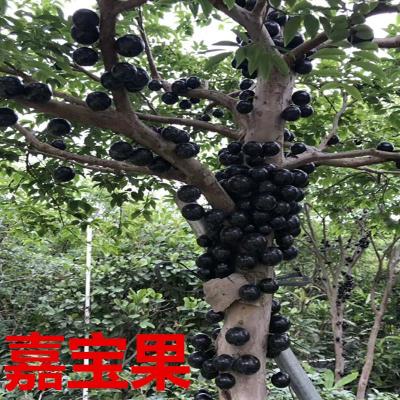 嘉宝果树苗树葡萄苗正宗台湾树葡萄四季南方北方种植当年结果包邮