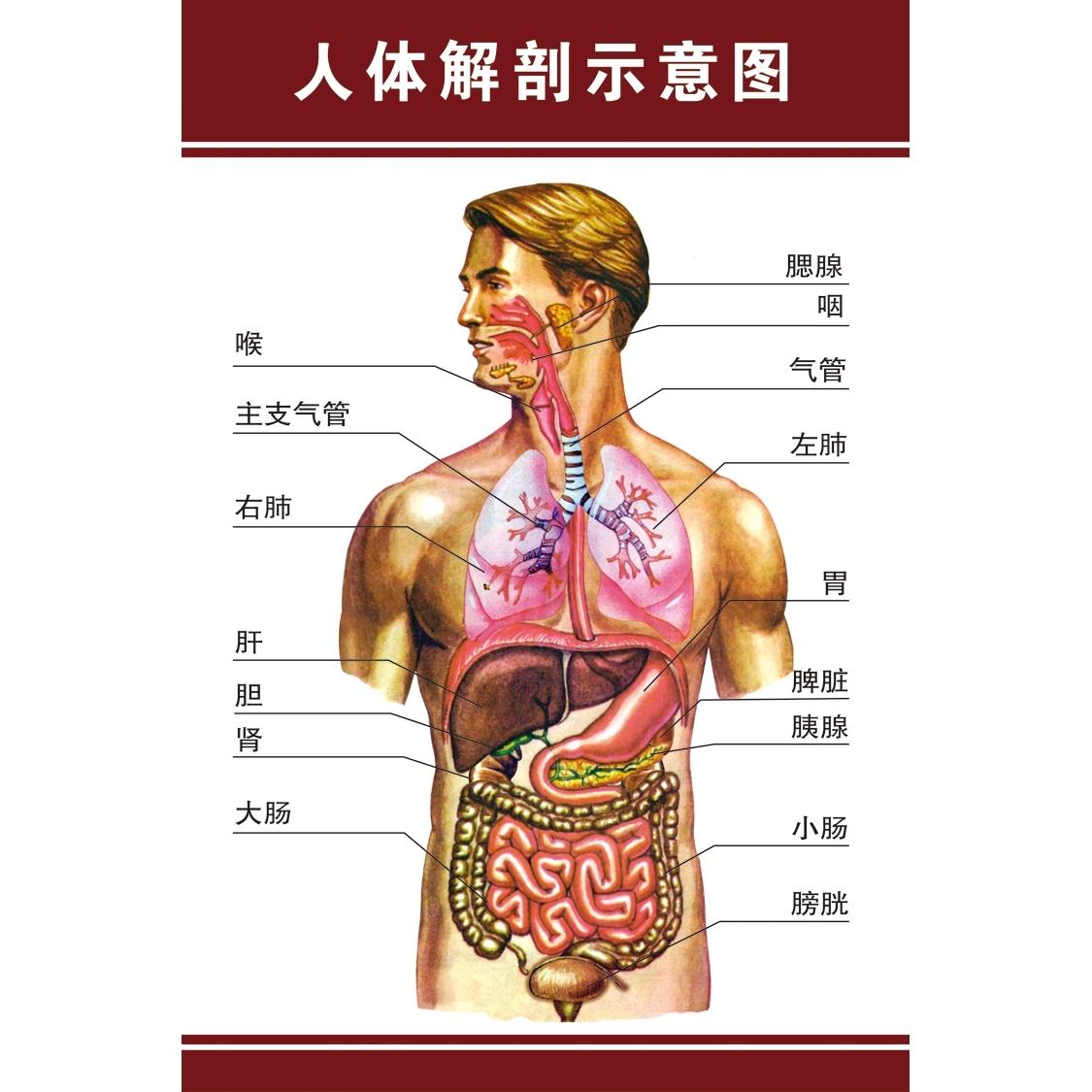 人体内脏解剖系统示意图医学宣传图人体器官解剖图医院布置海报