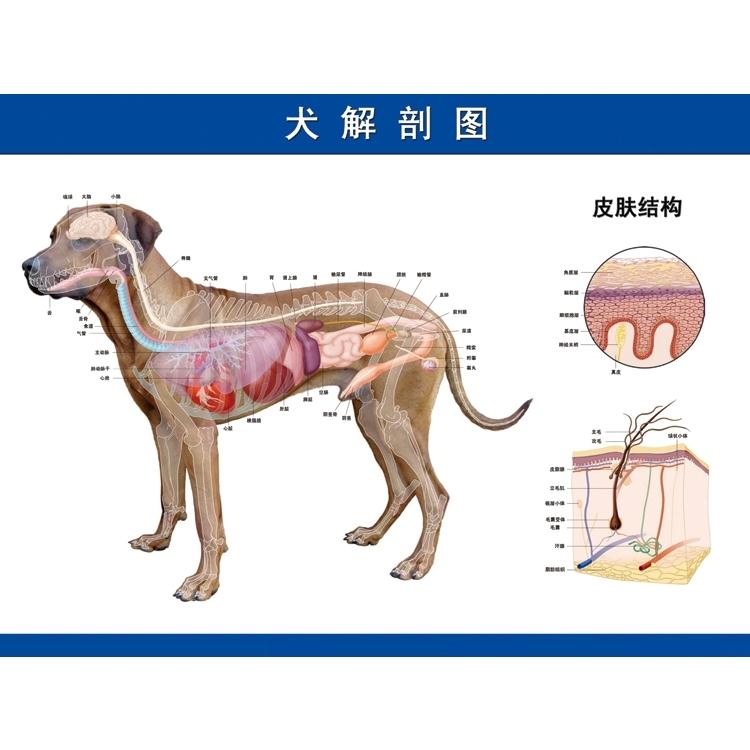 狗狗犬部局部解剖图宠物部结构分解诊所护理墙贴画海报定做